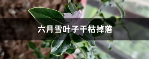 六月雪叶子干枯掉落怎么办